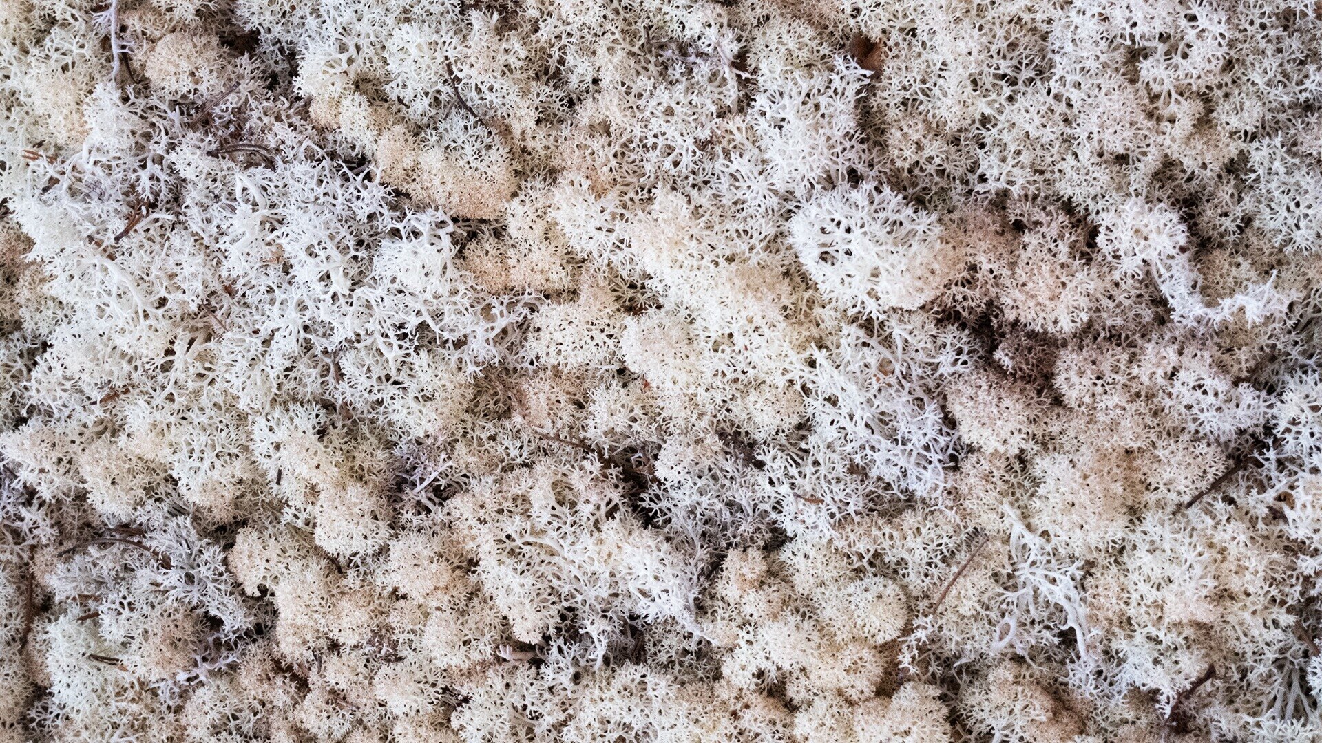 close-up-reindeer-moss