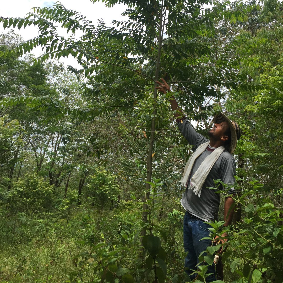 tree_2